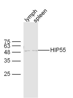 HIP55 antibody