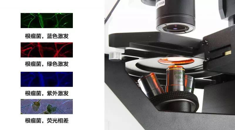 赛默飞代理IM-5系列 | OPTIKA 研究型倒置显微镜
