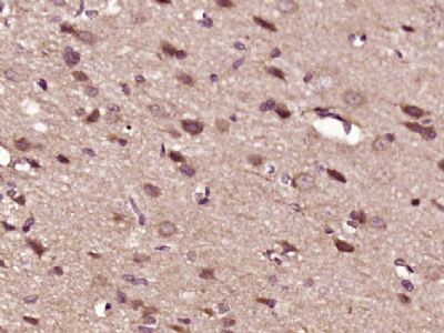 Phospho-PTEN(Ser385) antibody