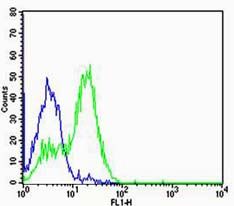 Glucocorticoid receptor糖皮质激素受体抗体产品图