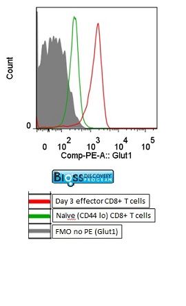 GLUT1葡萄糖转运蛋白1抗体