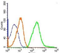 p75 NGF Receptor神经生长因子受体抗体