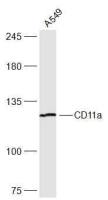 CD11a antibody