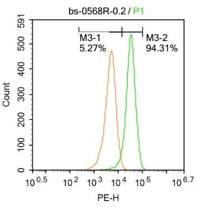 CDK6周期素依赖性激酶6抗体