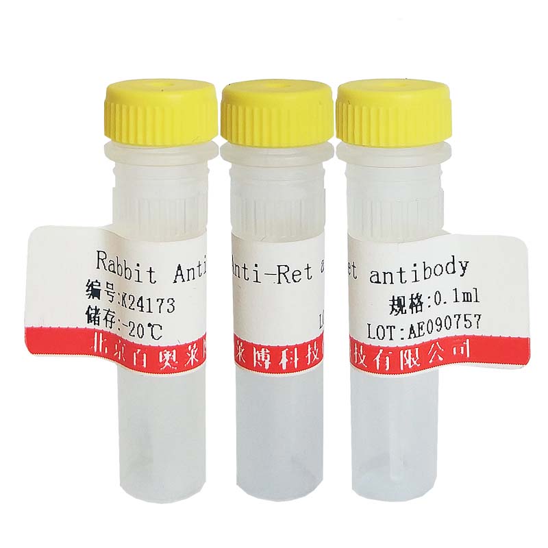 北京Caspase-3(激活型)抗体价格厂家