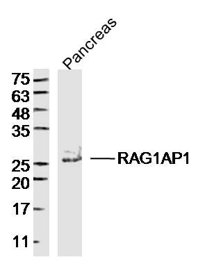 RAG1AP1 antibody
