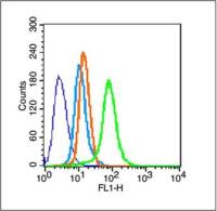TGF alpha antibody