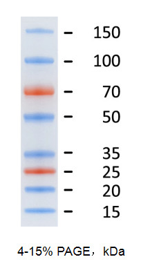 预染蛋白marker(15-150KD) 250ul*10