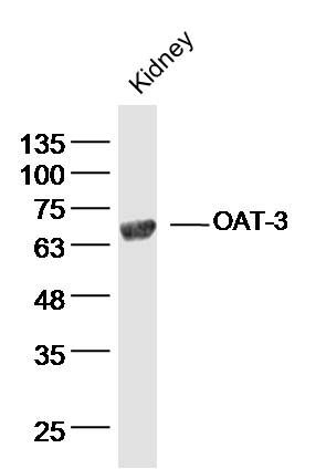 OAT-3阴离子转运蛋白-3抗体
