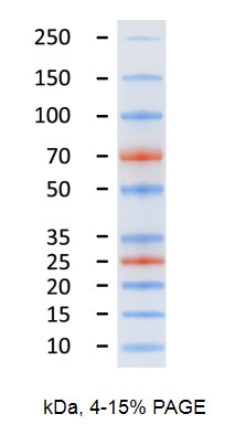   预染蛋白marker(10-250KD) 500ul