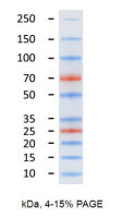   预染蛋白marker(10-250KD) 500ul