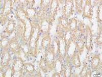 SLC35D2 antibody