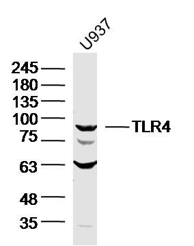 TLR4 antibody
