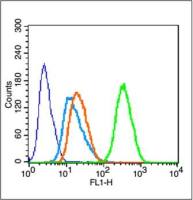 Beta tubulin antibody