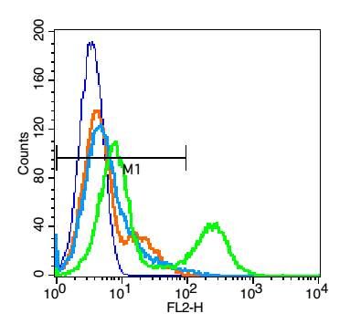 LRRK2富亮氨酸重复激酶2抗体