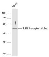 IL28 Receptor alpha antibody