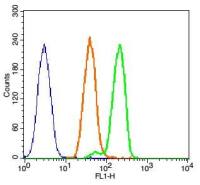 Ki-67 antibody