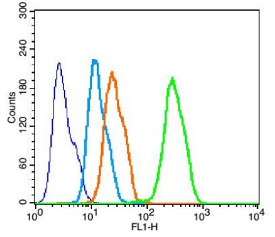 Adiponectin receptor 2脂联素受体2抗体产品图