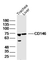 CD146 antibody