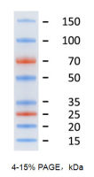   预染蛋白marker(15-150KD) 250ul