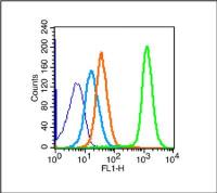 IL12白介素12抗体