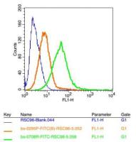 NF-H高分子量神经丝蛋白抗体