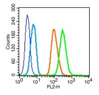 c-Kit/CD117 antibody