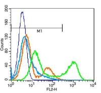 CD56神经细胞粘附分子1抗体