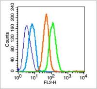 Met (c Met)肝细胞生长因子受体抗体