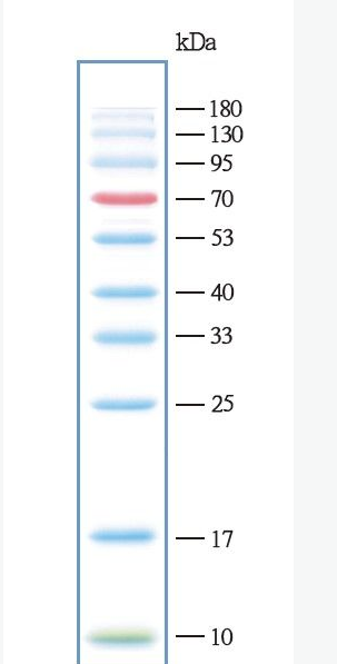 彩色预染宽范围蛋白marker(5-245 kDa)