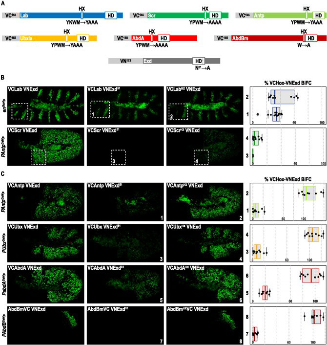 双分子荧光互补技术bifc(bimolecular fluorescence complementation)
