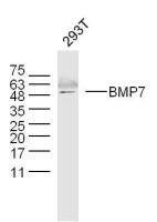 BMP7 antibody