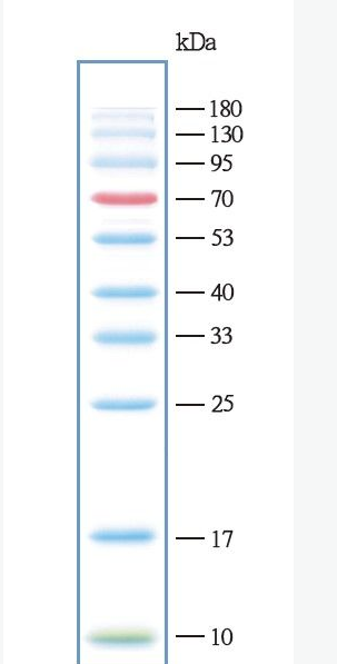 彩色预染蛋白marker（10-180kDa）