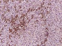 Nucleobindin 2 antibody