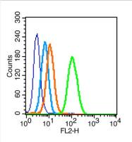 Integrin Alpha V antibody