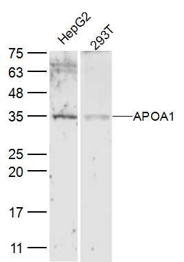 APOA1 antibody