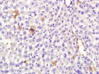 Mouse serum albumin antibody