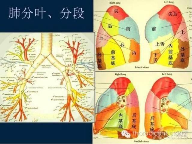 肺部分段解剖,背段来了
