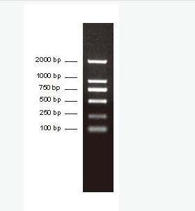 PCR分子量标准