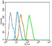 bFGF antibody