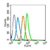 GLUT2葡萄糖转运蛋白2抗体
