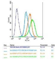 CRHR1促肾上腺皮质释放激素受体1抗体