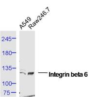 Integrin beta 6 antibody