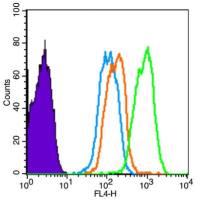 phospho-Smad3 (Ser423) antibody