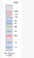 彩色预染宽范围蛋白marker(10-270kDa)