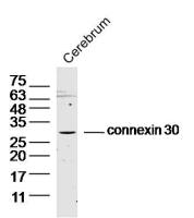 connexin 30 antibody