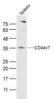 CD44v7 antibody