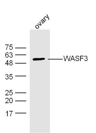 WASF3Verprolin同源结构域包含蛋白3抗体