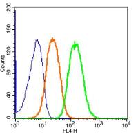 TTF1甲状腺核转录因子-1抗体