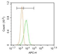 Phospho-Jak1 (Tyr1034 + Tyr1035) antibody